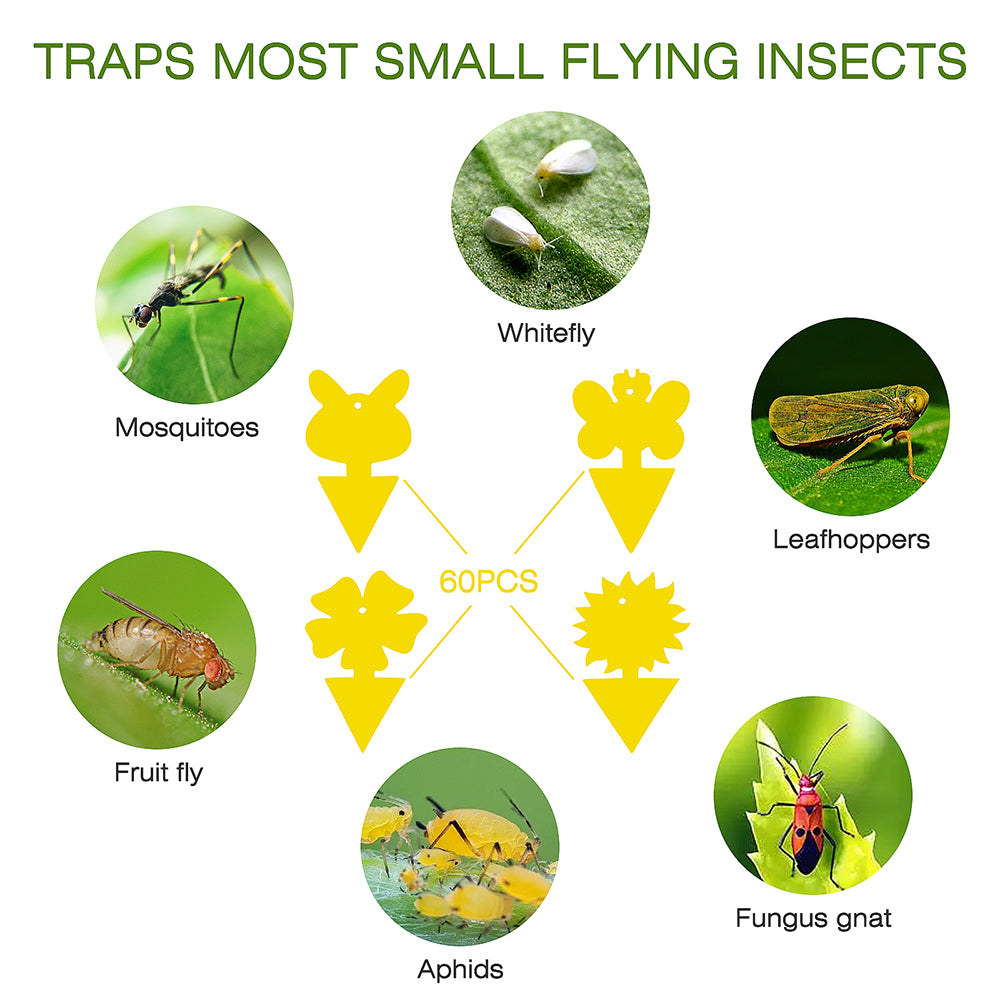 PestSniper 60 Packs Fruit Fly Traps