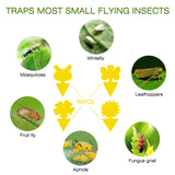 PestSniper 60 Packs Fruit Fly Traps